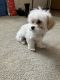 Mixed Puppies for sale in Minot, ND, USA. price: $700