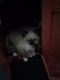 Mixed Cats for sale in Nashua, NH, USA. price: $400