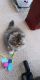 Mixed Cats for sale in Wellesley, MA, USA. price: $1,400