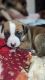 Mixed Puppies for sale in Oregon City, OR 97045, USA. price: NA