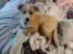 Mixed Puppies for sale in Utica, MI, USA. price: $250