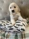 Mixed Puppies for sale in Murrieta, CA, USA. price: $60,000