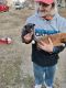 Mixed Puppies for sale in Kansas City, KS 66102, USA. price: $100