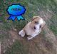 Mixed Puppies for sale in 105 OK-16, Bristow, OK 74010, USA. price: $300