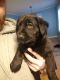 Mixed Puppies for sale in Livonia, NY 14487, USA. price: NA