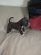 Mixed Puppies for sale in Litchfield, MN 55355, USA. price: $400