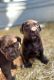 Mixed Puppies for sale in Kerrville, TX 78028, USA. price: $800