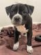 Mixed Puppies for sale in Lancaster, PA, USA. price: NA