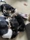 Mixed Puppies for sale in Liberty Township, OH, USA. price: $400