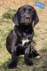 Mixed Puppies for sale in Charlotte, NC, USA. price: $350
