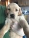 Mixed Puppies for sale in Waterford, ME 04088, USA. price: $800