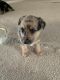 Mixed Puppies for sale in Pahrump, NV, USA. price: NA