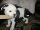 Mixed Puppies for sale in Muskegon, MI, USA. price: $30,000