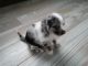 Mixed Puppies for sale in South Lyon, MI 48178, USA. price: $500