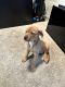 Mixed Puppies for sale in Martinsburg, WV, USA. price: $800
