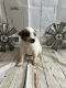 Mixed Puppies for sale in Bakersfield, CA, USA. price: $300