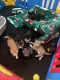 Mixed Cats for sale in Battle Creek, MI, USA. price: $25