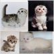 Mixed Cats for sale in Albany, NY, USA. price: $1,300