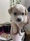 Mixed Puppies for sale in Anaheim, CA, USA. price: NA