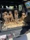 Mixed Puppies for sale in Daytona Beach, FL, USA. price: NA