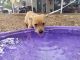Mixed Puppies for sale in 9704 Big Geronimo St, San Antonio, TX 78254, USA. price: NA
