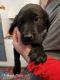 Mixed Puppies for sale in Bolivar, MO 65613, USA. price: NA
