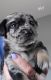 Mixed Puppies for sale in New Berlin, IL 62670, USA. price: NA