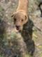 Mixed Puppies for sale in Tampa, FL, USA. price: $1,100