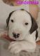 Mixed Puppies for sale in Newport, TN 37821, USA. price: NA