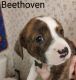 Mixed Puppies for sale in Newport, TN 37821, USA. price: NA