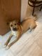 Mixed Puppies for sale in North Las Vegas, NV, USA. price: $50