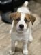 Mixed Puppies for sale in Oceanside, CA, USA. price: NA