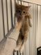 Mixed Cats for sale in Irving, TX, USA. price: $50