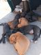Mixed Puppies for sale in Flour Bluff, Corpus Christi, TX 78418, USA. price: $25