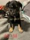 Mixed Puppies for sale in Knoxville, TN, USA. price: $200