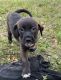 Mixed Puppies for sale in Tampa, FL, USA. price: $350