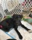 Mixed Puppies for sale in Denver, CO, USA. price: NA