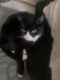 Mixed Cats for sale in Wilmington, DE, USA. price: $300