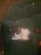 Mixed Cats for sale in Council Bluffs, IA, USA. price: $60