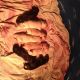 Mixed Puppies for sale in Cottage Grove, OR 97424, USA. price: $250