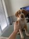 Mixed Puppies for sale in Rockwall, TX, USA. price: $100