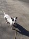 Mixed Puppies for sale in Sallisaw, OK 74955, USA. price: NA