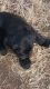 Mixed Puppies for sale in Chino Valley, AZ, USA. price: NA