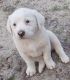 Mixed Puppies for sale in Gilbert, SC 29054, USA. price: NA