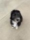 Mixed Puppies for sale in Skiatook, OK 74070, USA. price: NA
