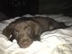 Mixed Puppies for sale in Old Saybrook, CT, USA. price: $400