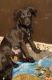 Mixed Puppies for sale in Lima, OH, USA. price: $75