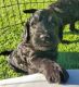 Mixed Puppies for sale in Surprise, AZ, USA. price: $800
