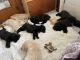 Mixed Puppies for sale in Pulteney, NY 14874, USA. price: NA