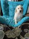 Mixed Puppies for sale in Pulteney, NY 14874, USA. price: $300